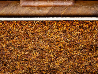 The big cigar on a tobacco background.