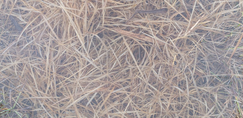 Sea grass, pink water vegetation 