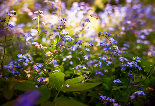 delicate little forget-me-not flowers of various shades of blue and pink got tired in the spring sunny garden