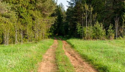 forest road on a sunny day