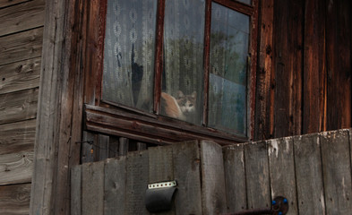 the cat is sitting behind the glass in the old house