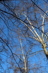 branches of a tree