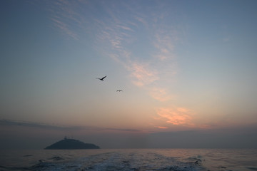 자유로운 바다갈매기