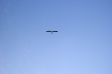 자유로운 바다갈매기