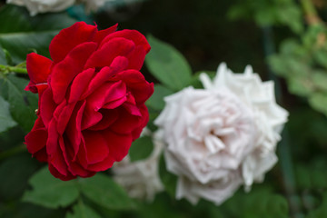 Red and white roses on a background of leaves