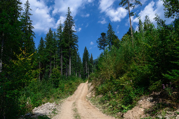 Dirt road high in the mountains among the tall pine trees against the blue sky.