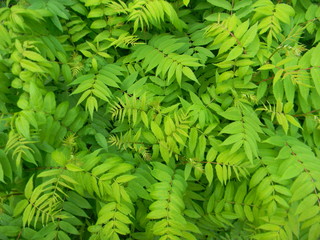 Naklejka na ściany i meble Dense green thickets. Interweaving of leaves and stems