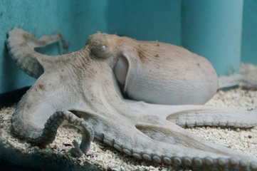 white octopus (Octopoda) in the aquarium   