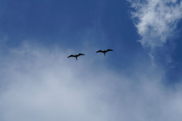 couple of frigatebird (Fregata magnificens) flying in the blue sky with clouds