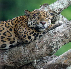 Female Jaguar Sleeping in Fallen Tree