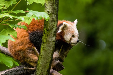 14.05.2019. Berlin, Germany. Zoo Tiagarden. The little red panda sits on branch licks and eats...
