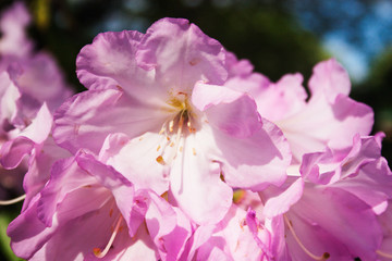 Pink   rhododendrons bloom. Candid.