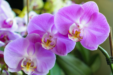 Naklejka na ściany i meble Orchid flowers close up - violet pink color