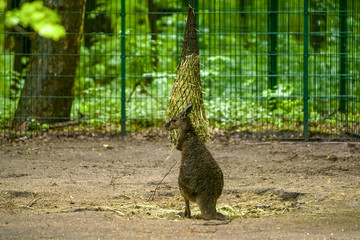 Fototapeta na wymiar 14.05.2019. Berlin, Germany. Zoo Tiagarden. The little kangaroo walks across the territory and looks for food.