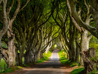 The Dark Hedges of Stranocum in Northern Ireland - travel photography