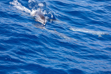 Obraz premium Family dolphins swimming in the blue ocean in Tenerife,Spain