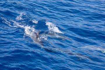 Naklejka premium Family dolphins swimming in the blue ocean in Tenerife,Spain