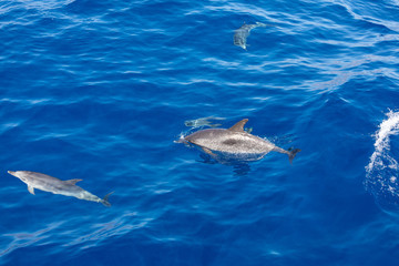 Fototapeta premium Family dolphins swimming in the blue ocean in Tenerife,Spain