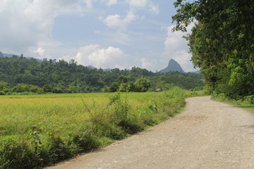 romatische Reisfelder