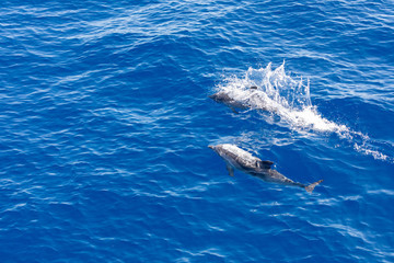 Naklejka premium Family dolphins swimming in the blue ocean in Tenerife,Spain
