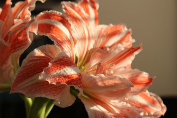 red flower