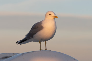 Fototapeta premium Great black-backed gull Scientific name: Larus marinus