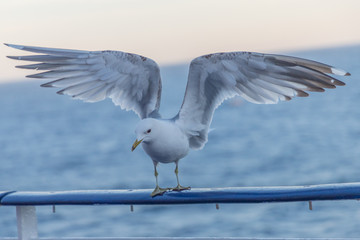 Great black-backed gull  Scientific name: Larus marinus