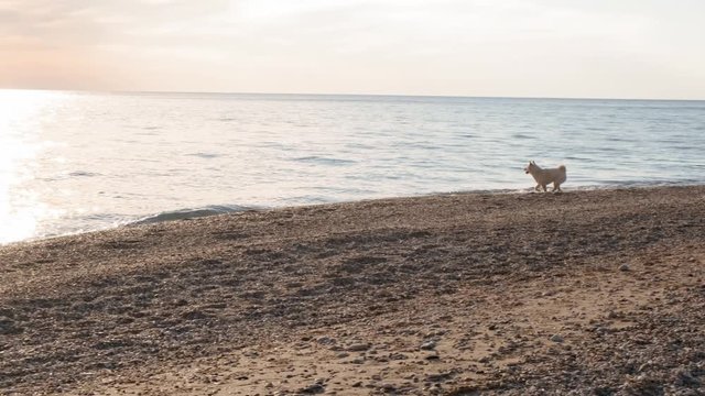 Sweet and active white siba inu dog having fun running on the sea shore in the morning front view slow motion