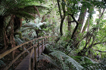 Abenteuerbr&uuml;cke im Wald