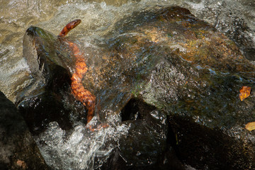 orange snake in river water 