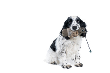 Full body portrait of an english cocker spaniel holding a hunting dummy looking at the camera on a white background
