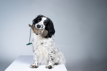 Full body portrait of an english cocker spaniel holding a hunting dummy looking at the camera on a grey background