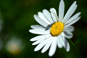 Obraz premium Einzelne Margerite