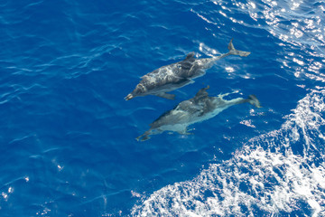 Family dolphins swimming in the blue ocean in Tenerife,Spain