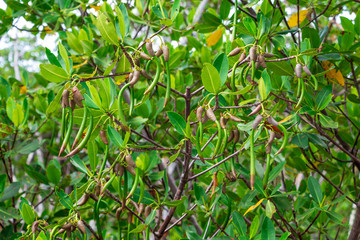Red mangrove (Rhizophora mangle) seed pods - Anne Kolb / West Lake Park, Hollywood, Florida, USA