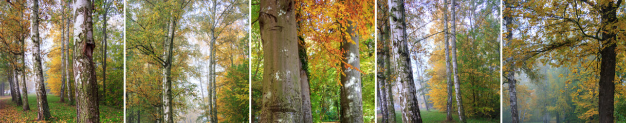 Herbstliche Impressionen aus deutschen Wäldern - Collage
