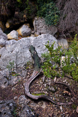 Deceptive forms of nature in the forest