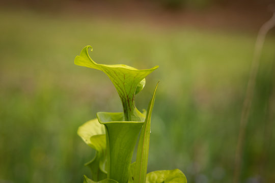 Jack In The Pulpit Flower