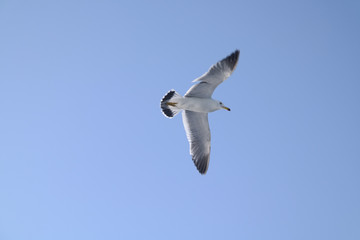 자유로운 바다갈매기