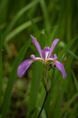 single iris in greens