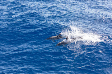 Naklejka premium Family dolphins swimming in the blue ocean in Tenerife,Spain