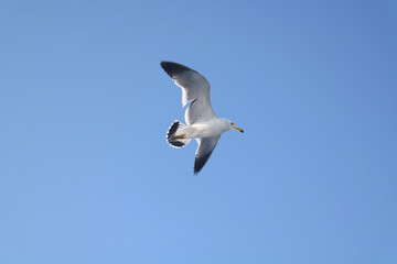 Obraz premium 갈매기 날다