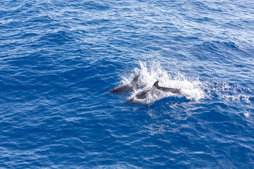 Naklejka premium Family dolphins swimming in the blue ocean in Tenerife,Spain
