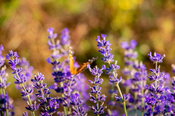 lavender with butterfly