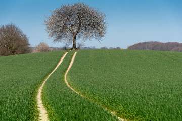 Obraz premium Baum auf einem Acker im Frühling, Schleswig-Holstein, Deutschland