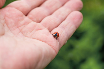 Ladybug climb on the man's hand. Being attentive to nature, animals_