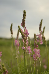 Obraz premium field of wild flowers