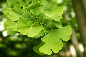Fototapeta na wymiar Ginkgo biloba green leaves on a tree. Ginkgo Biloba Tree Leaves with Water Drops