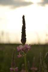 field of wild flowers
