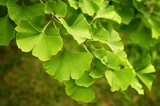 Ginkgo Biloba Stock Photos and Pictures - 30,316 Images